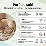 Szczęśliwa suczka labrador z gromadką nowo narodzonych szczeniąt. Obrazek ilustruje etapy porodu psa i sygnały alarmowe.
