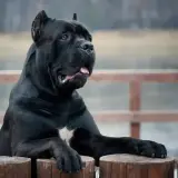 Potężny, czarny pies rasy cane corso, największy przedstawiciel tej rasy, opiera się o drewniane słupki.