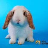 Uroczy królik rasy baranek miniaturowy, z długimi, zwisającymi uszami, siedzi na niebieskim tle.