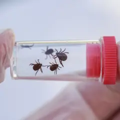 Rękawiczki ochronne trzymają probówkę z kilkoma kleszczami w płynie. Badamy, czy kleszcz się utopi.