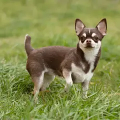 Uroczy chihuahua krótkowłosa z brązowo-białym umaszczeniem stoi na zielonej trawie, patrząc wprost na widza.