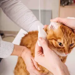 Weterynarz opatruje uszy kota. Rude futerko i troska w oczach.