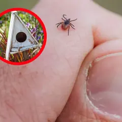 Kto zjada kleszcze? Odkryj naturalnych wrogów tych pasożytów