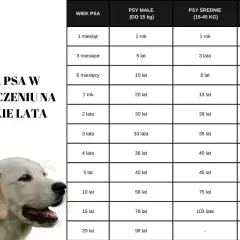 Tabela porównująca wiek psa i człowieka, z uwzględnieniem wagi. Golden retriever na zdjęciu symbolizuje psy, dla których waga jest kluczowa.
