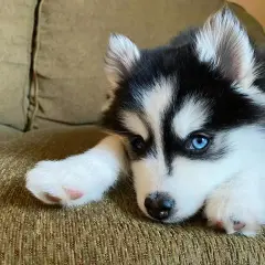 Uroczy husky miniaturka z niebieskimi oczami leży na kanapie, opierając łepek na łapce.