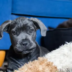 Uroczy szczeniak cane corso blue z wielkimi uszami, leżący na miękkich zabawkach.