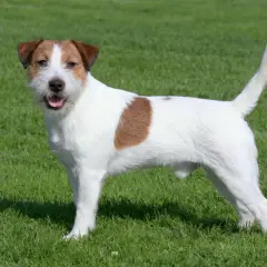 Jack Russell Terrier usposobienie: energiczny, wesoły piesek na zielonej trawie.