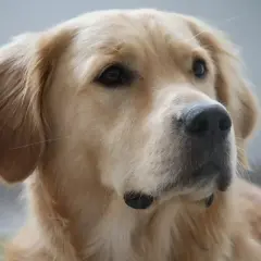 Portret golden retrievera. Jego sierść mieni się wspaniałymi, złotymi kolorami, od jasnego beżu po głęboki karmel.