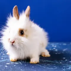 Puszysty biały króliczek z brązowymi uszami i plamkami na pyszczku, siedzący na niebieskim tle. Tak widzą króliki świat - w szerokim polu widzenia.