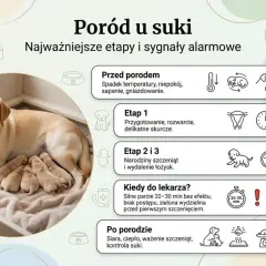 Szczęśliwa suczka labrador z gromadką nowo narodzonych szczeniąt. Obrazek ilustruje etapy porodu psa i sygnały alarmowe.