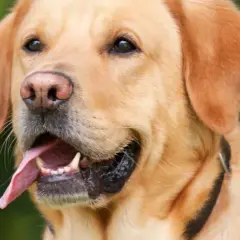 Jaką obrożę dla golden retrievera wybrać, aby zapewnić komfort?