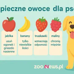 Bezpieczne owoce dla psów: brzoskwinie bez pestek, jabłka (bez gniazda nasiennego), banany (w małych ilościach), truskawki i maliny.