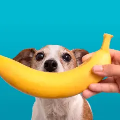 Czy pies może jeść banana? Uroczy piesek z zaciekawieniem patrzy na banana trzymanego przez rękę.