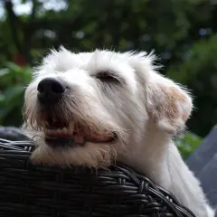 Biały, kudłaty piesek z otwartym pyskiem i widocznymi zębami, leżący na wiklinowym fotelu. Zastanawiasz się, czy pies może jeść mak?