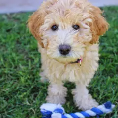 Uroczy szczeniak labradoodle z zabawką. Zastanawiasz się nad labradoodle cena?