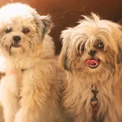 Dwa urocze pieski Shih Tzu, jeden z nich z językiem na wierzchu, zastanawiają się, czy pies może jeść bułkę.