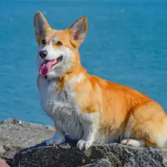 Radosny corgi o rudym futrze siedzi na kamieniach nad błękitną wodą. Jego wesoły charakter widać w wystawionym języku i bystrych oczach.