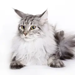 Majestatyczny maine coon o srebrzystym futrze, z pewnością imponujący swoją wagą.