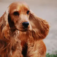 Uroczy cocker spaniel o rudym futrze z długimi, falującymi uszami, siedzi spokojnie, patrząc w bok.