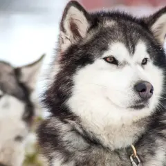 Dwa psy rasy husky długowłosy w śnieżnym otoczeniu. Jeden z nich ma brązowe oczy, drugi niebieskie.
