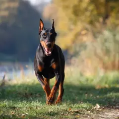 Doberman biegnie przez trawiasty teren, z otwartym pyskiem i radosnym wyrazem pyska.