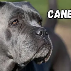 Portret szarego cane corso. Psy tej rasy, znane ze swojego lojalnego usposobienia, są doskonałymi stróżami.