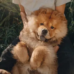 Puszysty szczeniak rasy chow chow leży na kolanach osoby w trawie. Zastanawiasz się nad chow chow cena?