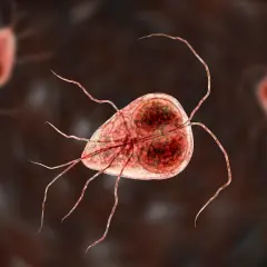 Trofazoity Giardia lamblia, pasożyty wywołujące problemy żołądkowe. Objawy lambliozy mogą być uciążliwe.