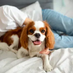 Spokojny pies do mieszkania, cavalier king charles spaniel, leży na łóżku obok uśmiechniętej osoby.