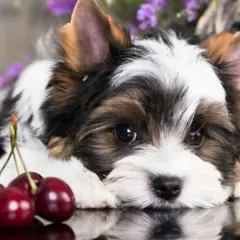 Uroczy szczeniak Biewer Yorkshire Terrier leży obok czereśni. Czy pies może jeść czeresnie? To pytanie nurtuje wielu właścicieli.