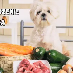 Uroczy piesek czeka na domowe jedzenie dla psa. Na stole marchewki, cukinia, mięso i jajka – idealne składniki do gotowania.