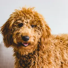 Uroczy, kudłaty piesek rasy Goldendoodle, z puszystą, rudą sierścią, wygląda jak żywe doodle pieski.