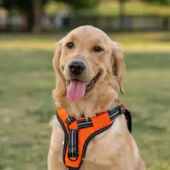 Obroża czy szelki dla golden retrievera - co wybrać, by uniknąć problemów?