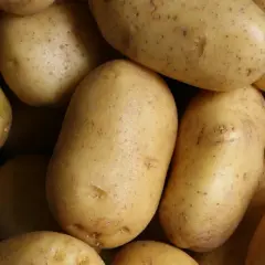 Stos surowych ziemniaków, niektóre z kiełkami.