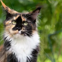 Piękna szylkretka Maine Coon z zielonymi oczami i bujnym futrem, otoczona zielenią.