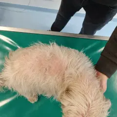 Pies z objawami zespołu Cushinga, z przerzedzoną sierścią i zaczerwienioną skórą na grzbiecie, leży na zielonym stole weterynaryjnym.