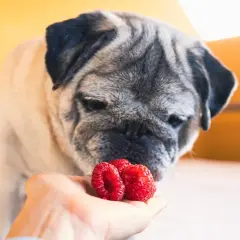 Mops wącha maliny na dłoni. Czy pies może jeść maliny? Tak, w małych ilościach.