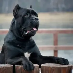 Potężny, czarny pies rasy cane corso, największy przedstawiciel tej rasy, opiera się o drewniane słupki.