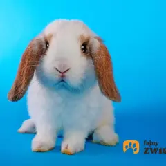 Uroczy królik rasy baranek miniaturowy, z długimi, zwisającymi uszami, siedzi na niebieskim tle.