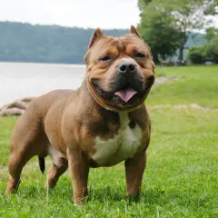 Potężny american bully standard, brązowy z białym znaczeniem, stoi na trawie nad jeziorem.