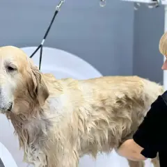 Złoty retriever w wannie, mokry podszerstek u psa, groomerka go myje.