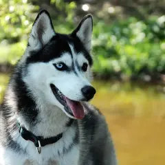 Piękny syberyjski pies z niebieskim i brązowym okiem, z językiem na wierzchu, siedzi na tle zieleni i wody.