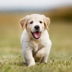 Szczeniak golden retriever miniaturka biegnie przez trawę z radosnym wyrazem pyska.
