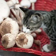 Czy koty mogą jeść pieczarki? Dowiedz się, dlaczego to niebezpieczne