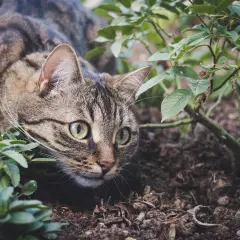 Kot w trawie, z zielonymi oczami, czai się w ogrodzie. Może to być wskazówka, jak odstraszyć koty, obserwując ich naturalne zachowania.