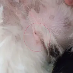 Ranek po zabiegu kastracji psa. Widoczna rana pooperacyjna, która goi się prawidłowo.