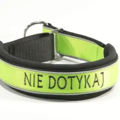 Najlepsza obroża dla dużego psa - jak uniknąć nieodpowiedniego wyboru