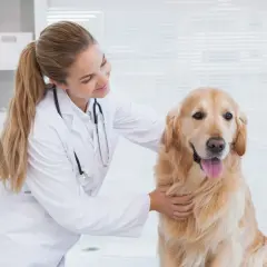 Weterynarz w białym fartuchu głaszcze złotego retrievera w gabinecie.
