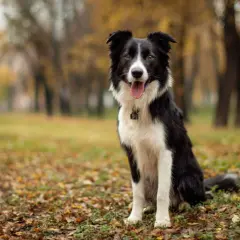 Border collie usposobienie: pies siedzi w jesiennym parku, zadowolony, z językiem na wierzchu.