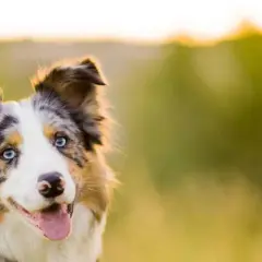 Piękny border collie z niebieskimi oczami, idealna waga dla aktywnego psa.